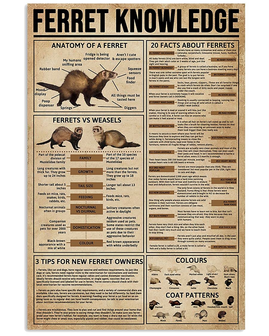 peiyeety Ferret Knowledge Metal Tin Signs Ferret Information Retro Poster Popular Science Educational Charts Wall Plaques Decor For Home Classroom Room Office 12x18 Inch
