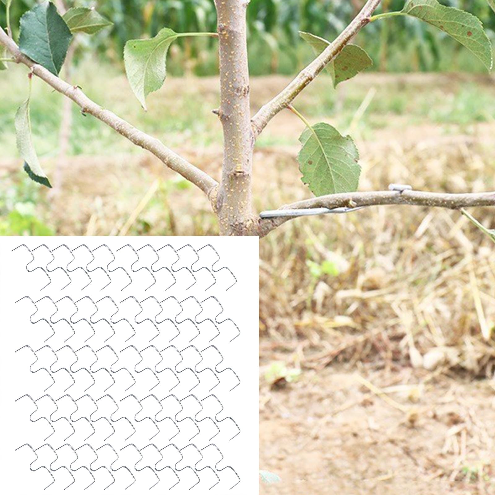 100 antiruggine estrattore Alberi da frutto legatrice Strumento agricolo per Modellare e diffondere Facilmente i piantare Utilizzare Strumento Gestione dei frutteti