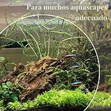 Ver la foto 5