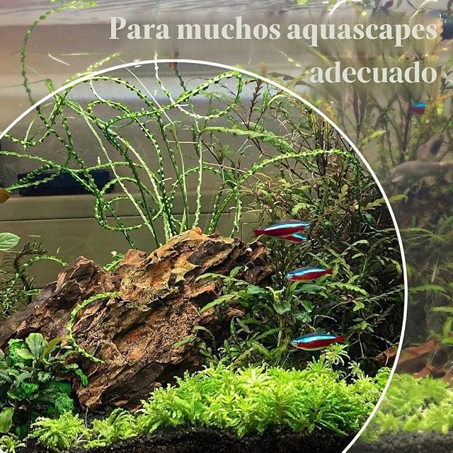 Foto 5 de 6 de AquaOne Juego de piedras de dragón para acuario, con raíz, piedras naturales, mezcla de 5 kg y raíz de mookia