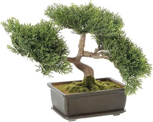 Cedar Bonsai Tree, 32021