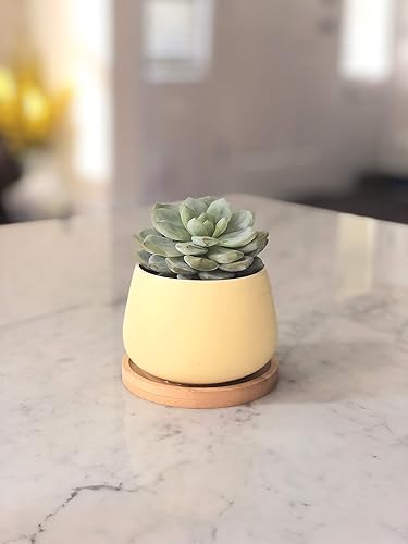 Miniatura 4 de Macetas redondas de cerámica para suculentas de 3 pulgadas con drenaje, bandeja de bambú, paquete de 3 unidades