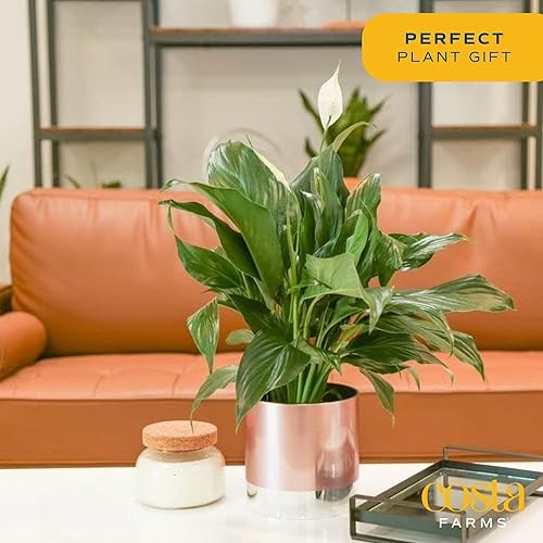 Miniatura 3 de Costa Farms - Lirio de paz Spathiphyllum, planta viva de interior