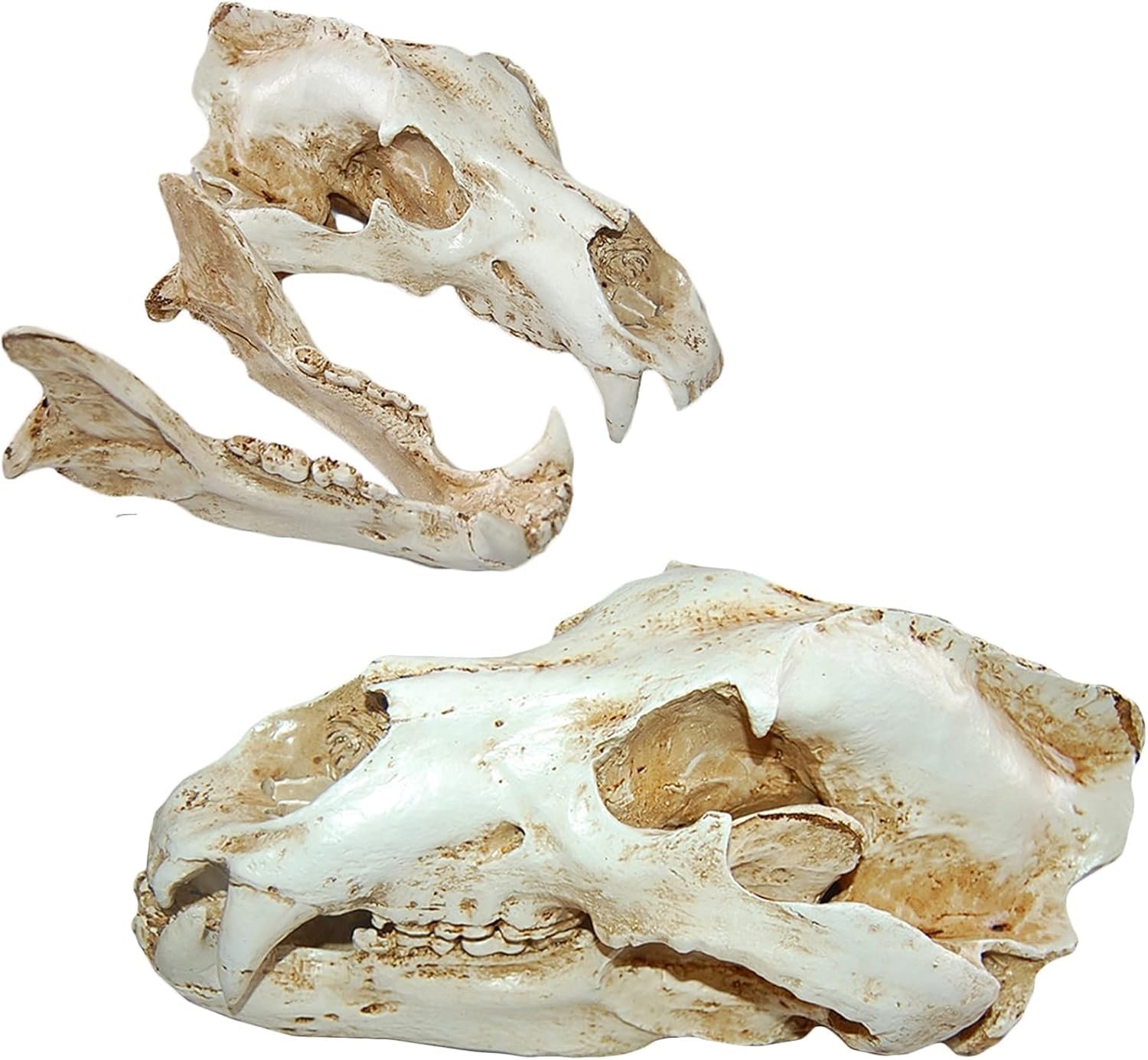 Cranio di animale, replica del teschio di orso polare in resina, modello di testa di anatomia del teschio di animale, collezione di strumenti educativi for studi veterinari, decorazione