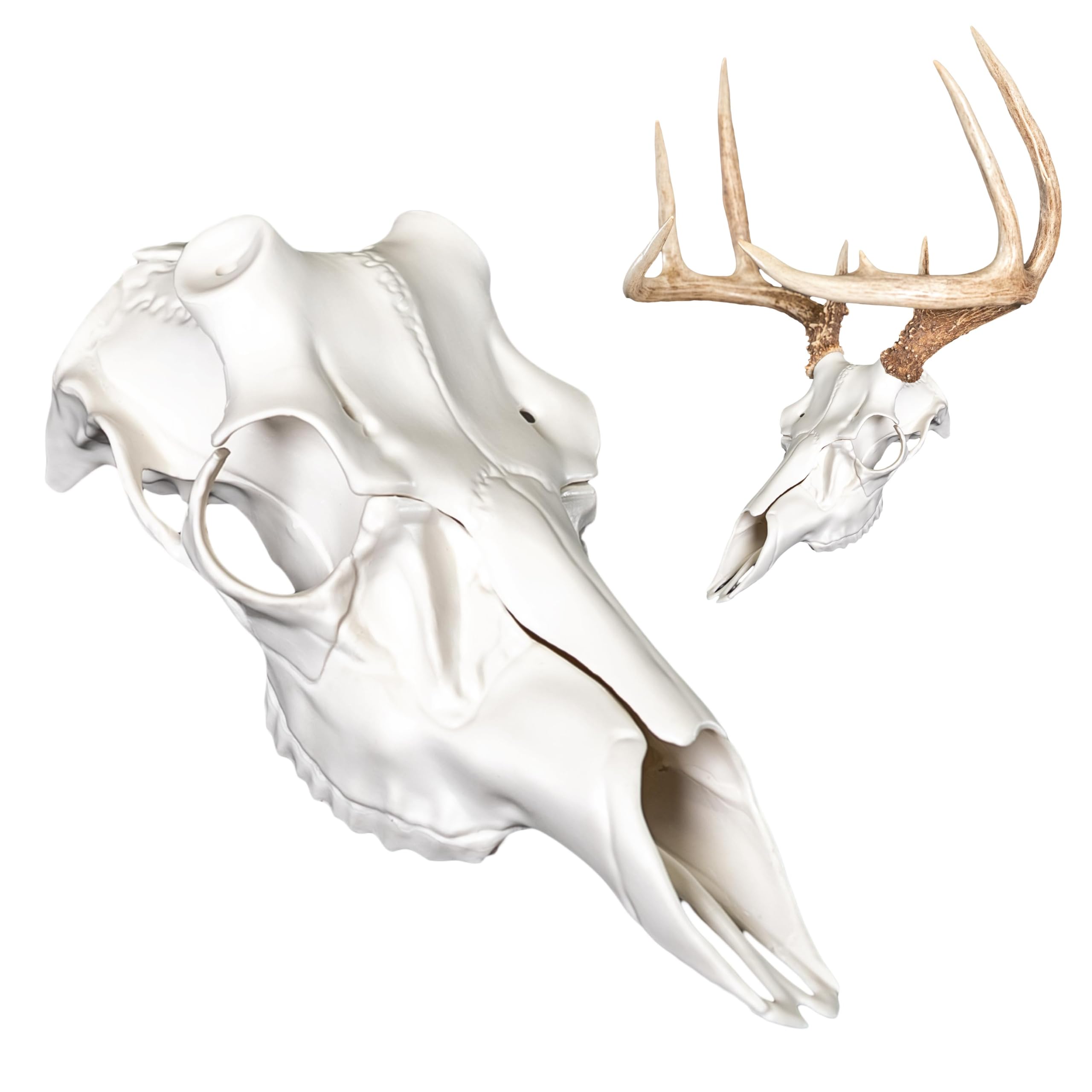 Amazon.com: Skull Master by Illusion | White - Deer Antler