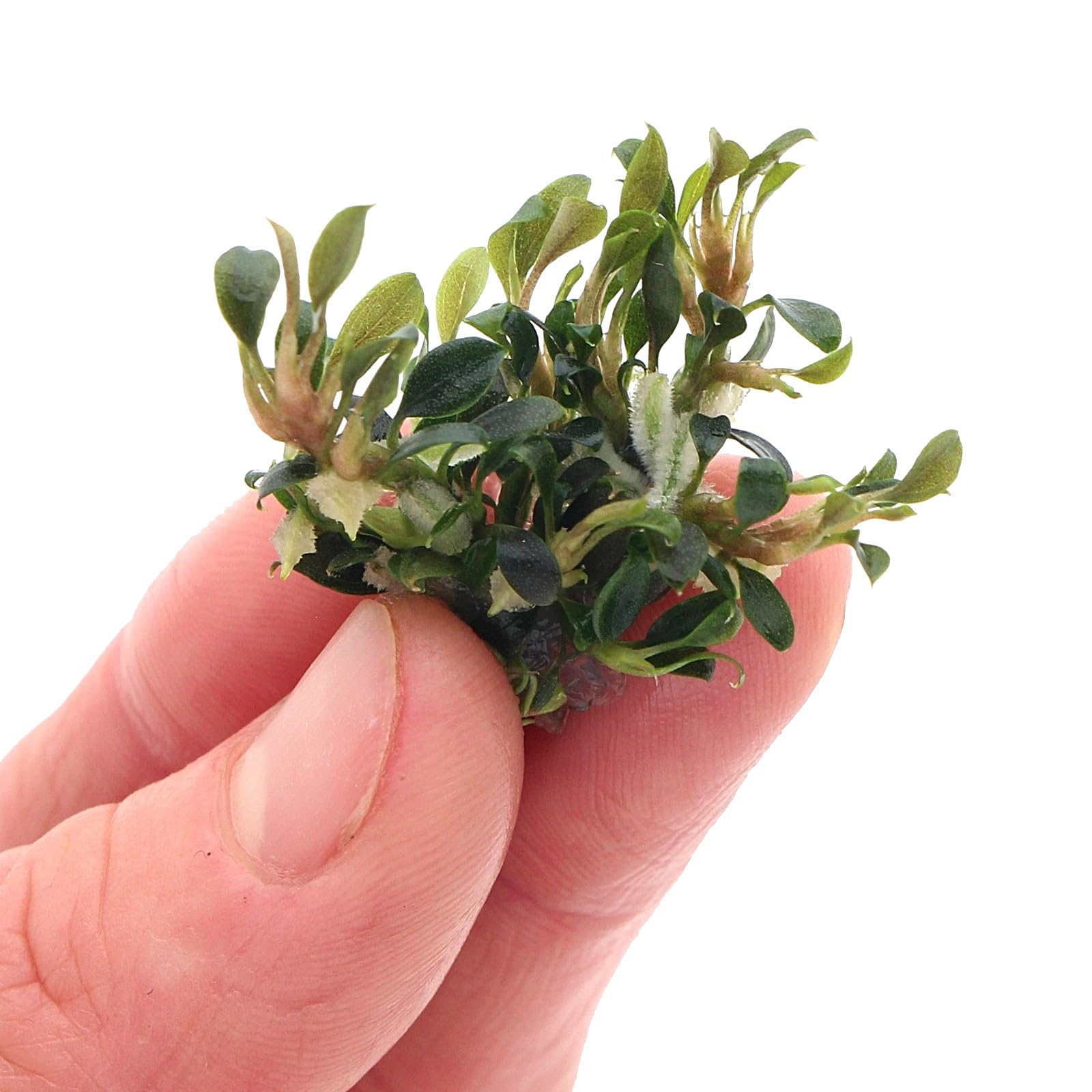 K2AQUA Bucephalandra Sanggau Mini Wavy Live Aquarium Plant Compact Wavy Iridescent Leaves Easy Care Low Light Epiphyte Foreground Midground Freshwater Tank Shrimp Safe