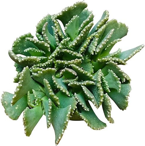 Planta de joya gigante (4 pulgadas)  Suculenta saludable, rara e inusual, viva de fácil cuidado