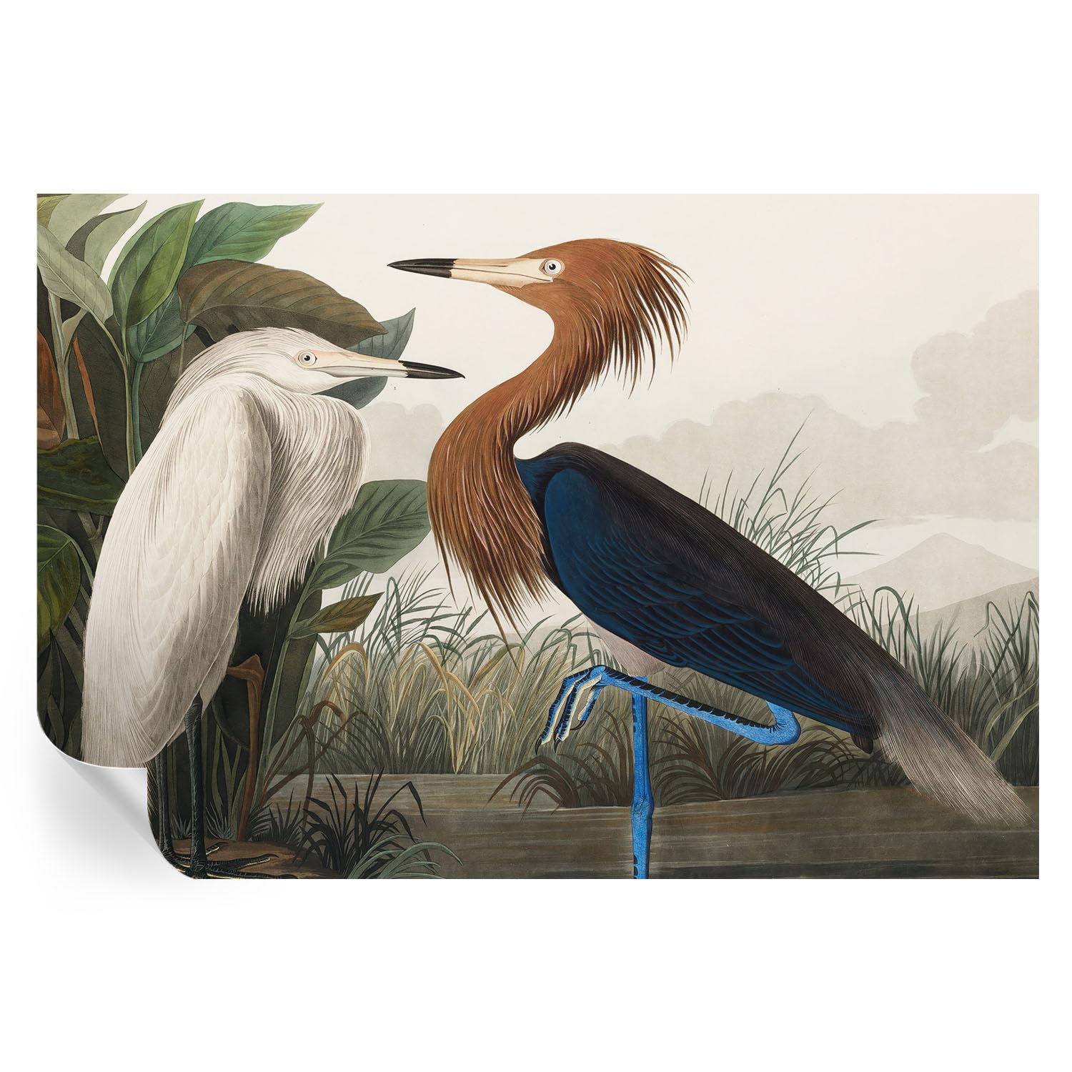 Revestimiento duradero para pasillo de 152x104 cm con pájaros y plantas