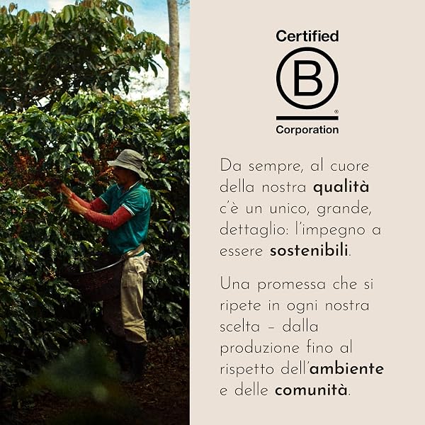 illy, Caffè Cold Brew Ready to Drink CLASSICO, 100% Arabica con Note di Cioccolato e Caramello, Gusto Fresco e Naturalmente Dolce, Confezione da 12 lattine (12 x 250ml) - 5