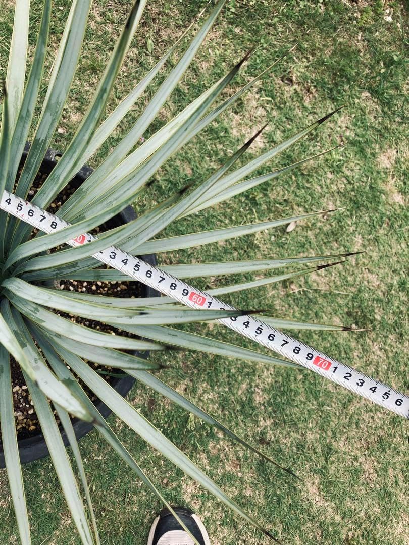 耐寒性ユッカロストラータ白葉個体◇ドライガーデン多肉サボテン島