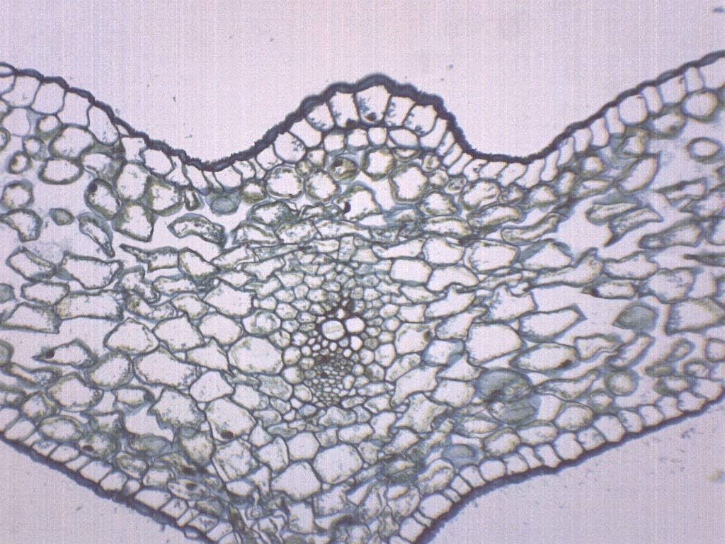 25PK Lilium Leaf, Cross Section - Prepared Microscope Slides - Classroom Pack, 25 Slides in Storage Case - Biology & Microscopy - Eisco Labs