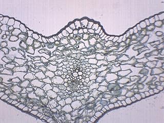 Lilium Leaf, Cross Section - Prepared Microscope Slide - 75 x 25mm - Biology & Microscopy - Eisco Labs