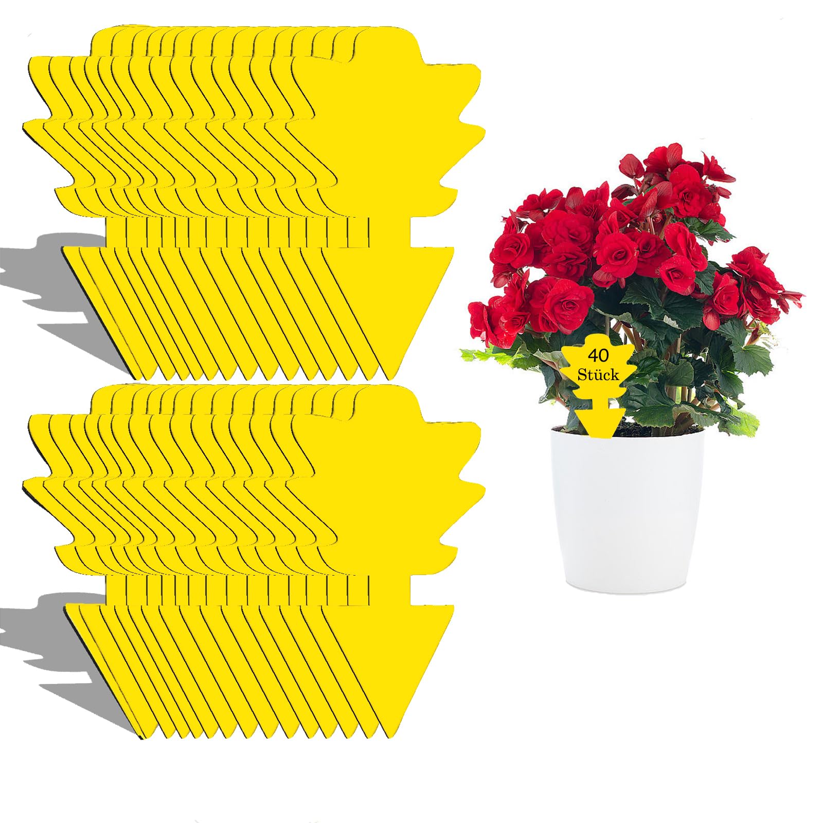 hochstamm zimmerpflanze Glückskastanie mehrstämmig kaufen – Green Me Up main image 0