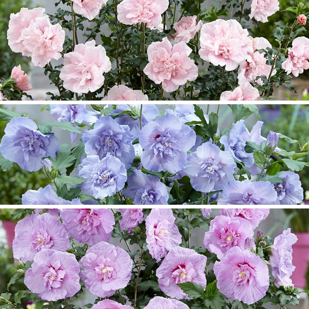 YouGarden Hibiscus Chiffon Collection, 3 x 3 Litre Pots, Hardy Summer Flowering Shrubs, Ready To Plant