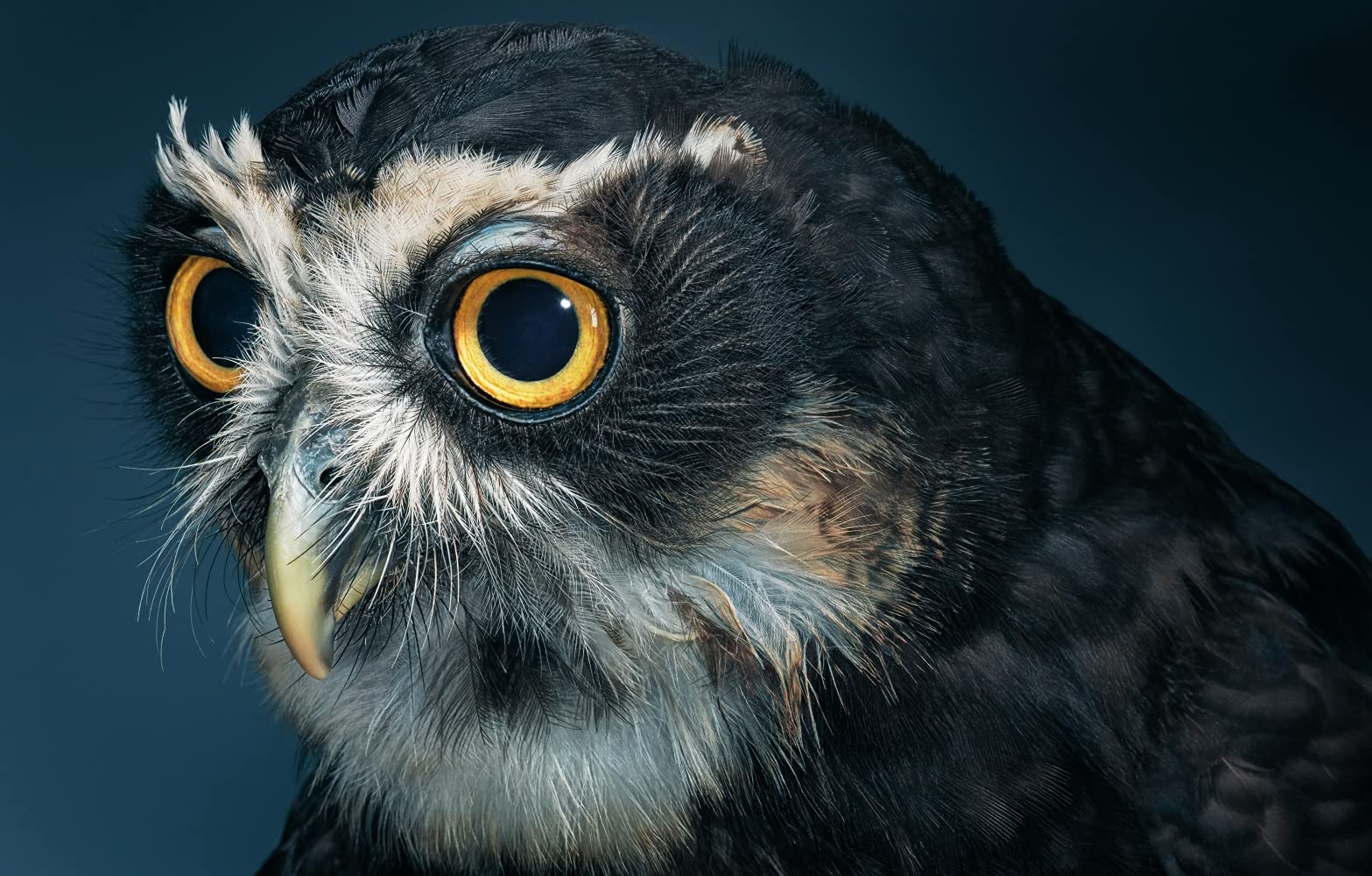 Vögel: Eine fotografische Liebeserklärung in Porträts. Foto-Bildband Vögel der Welt. Wissensbuch des Jahres 2022