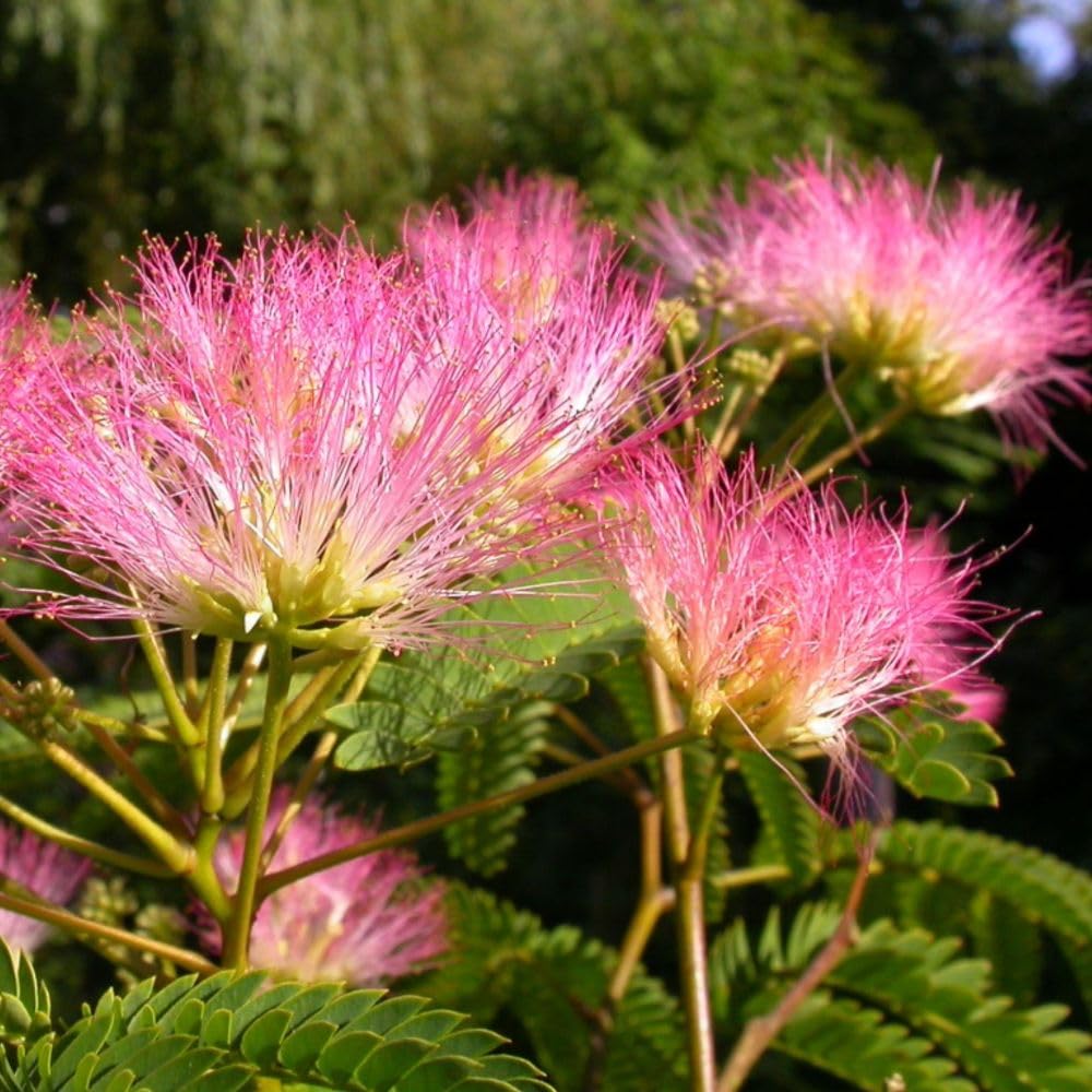 Albizia julibrissin ‘Tropical Dream’ – Rich Pink Silk Tree, Sweetly Scented Tropical Flowers, Feathery Foliage, Winter-Hardy, Ideal for Garden or Patio – 3 Litre Pot x1 by Thompson and Morgan