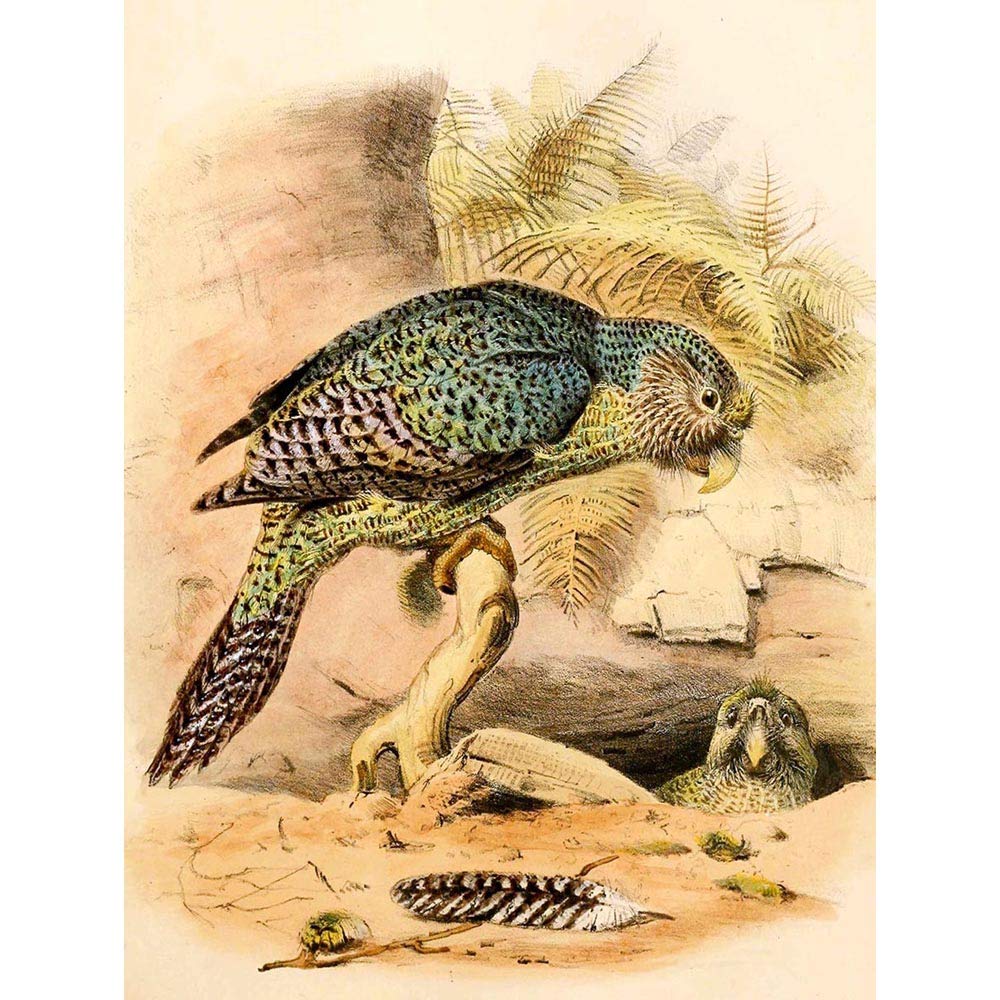 Wee Blue Coo Painting Animal Portrait Bird Hullmandel Kakapo Owl Parrot Art Print Poster Wall Decor 12X16 Inch