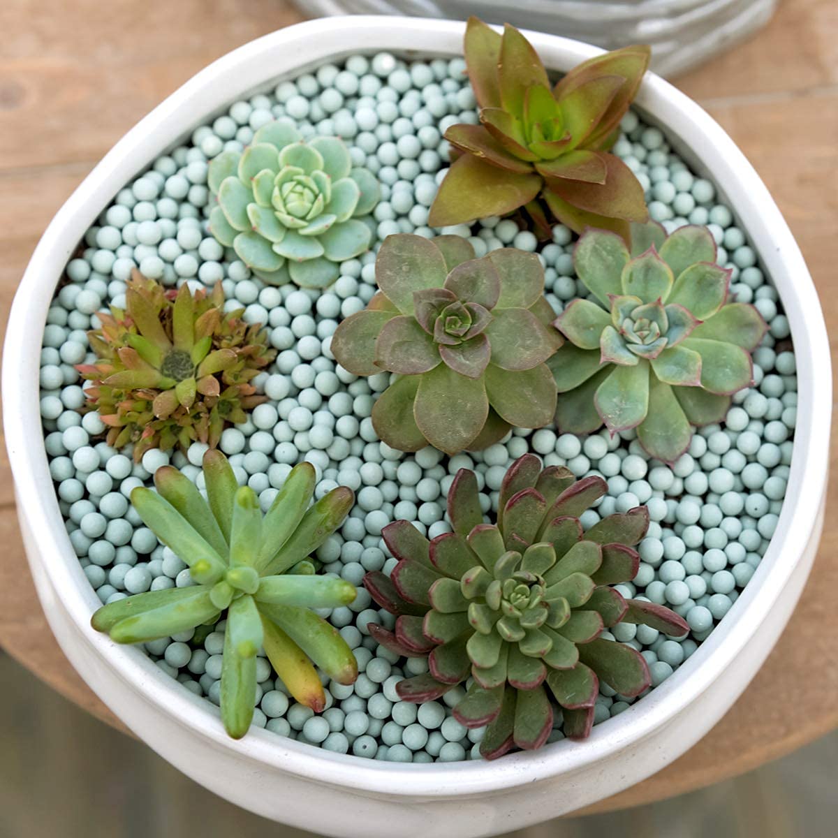 Plants Homebase Beeveer LBS Hydroponics Clay Pebbles Mini