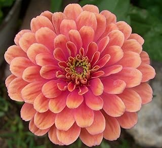 RJqutel Salmon Zinnia Seeds Salmon Queen Heirloom Zinnia Seeds 75 Seeds