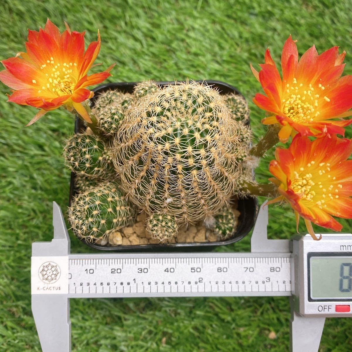 Amazon.co.jp: 多肉植物 花サボテン ロビビア エキノプシス 子株沢山