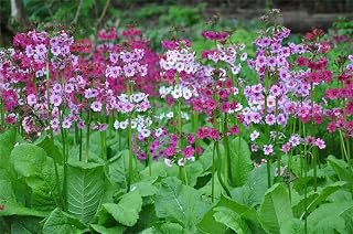 Rare Flower Seeds Primula Japonica 100 Japanese Primrose Flower Seeds