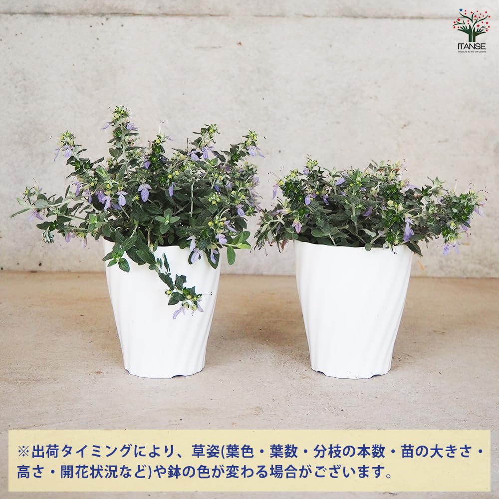 Amazon｜ITANSE ツリージャーマンダー アイスキューブ 5号 1個