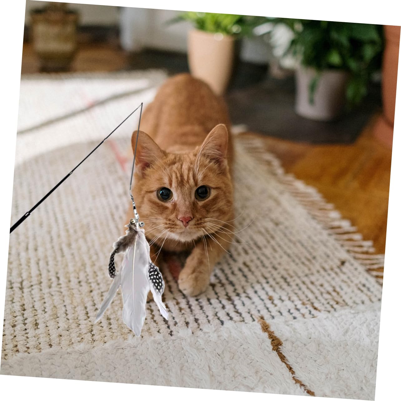 FRCOLOR 3 Juegos De Juguetes Telescópicos para Gatos Juguetes Interactivos De Interior para Gatos Ejercicio De Curiosidad Caña De Pescar Juguete para Mascotas 2 Piezas X 3