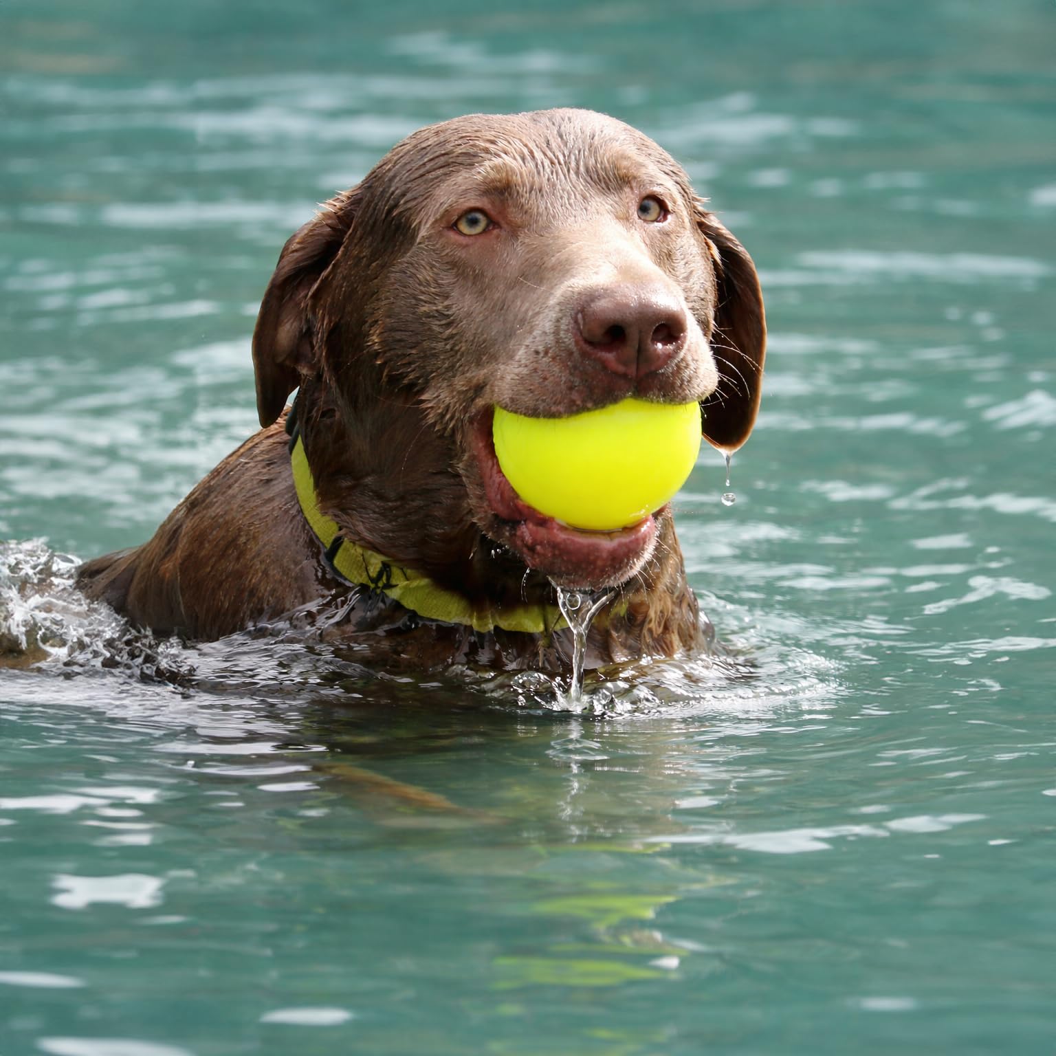 Ruff Dawg XL Boule Jouet pour Chien, Couleurs fluos Assorties