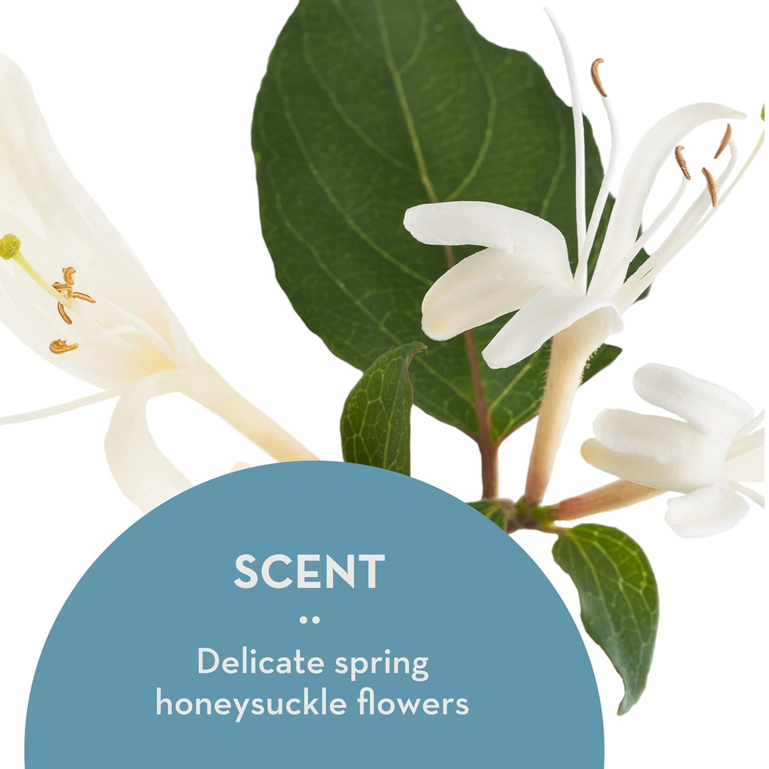 The Organic Skin Co Anti Aging Dream Cream with Vitamin C Amla Oil and Honeysuckle | Wrinkle Repair Neck & Face Moisturizer | Rejuvenate Hydrate and Soften Aging Skin | Recommended for All Skin Types - Image 6