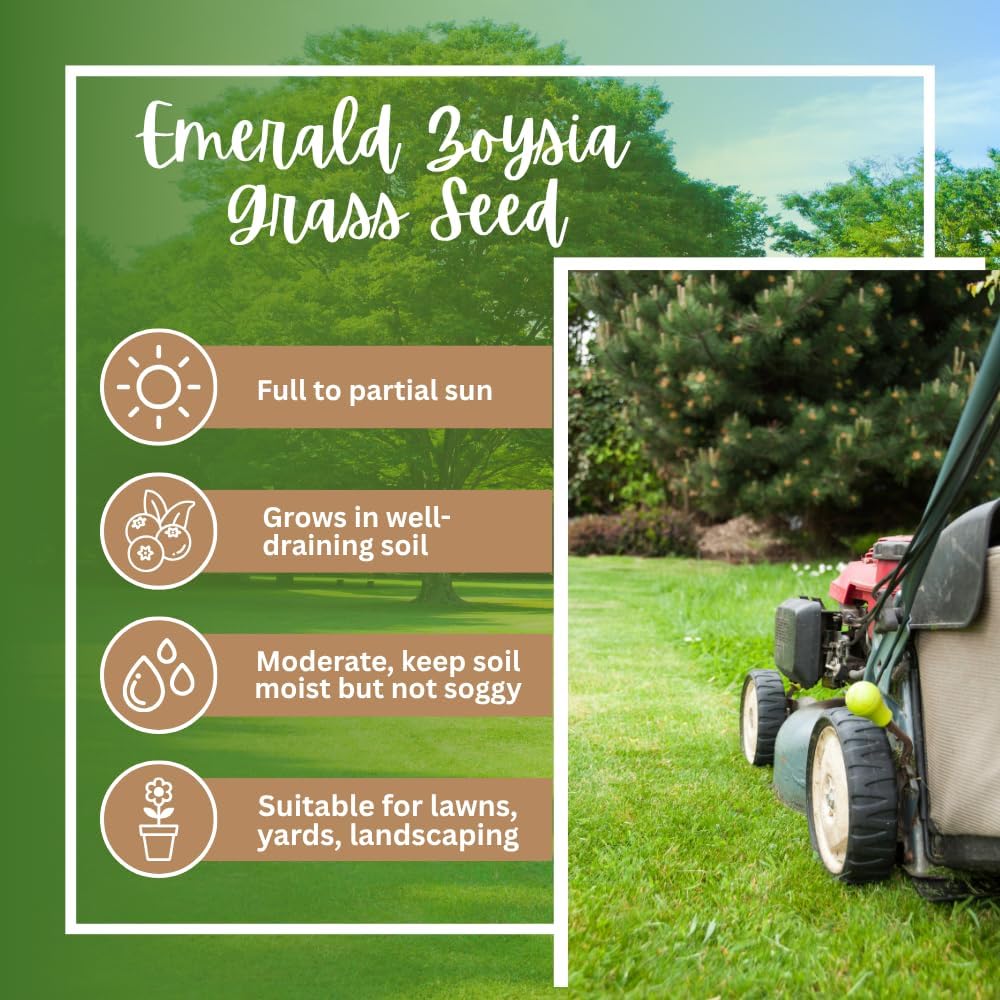 20000 Zoysia Emerald Grass Seeds, Emerald Zoysia Grass for Garden, Zoysia Grass Seeds Perennial Tropical for Growing