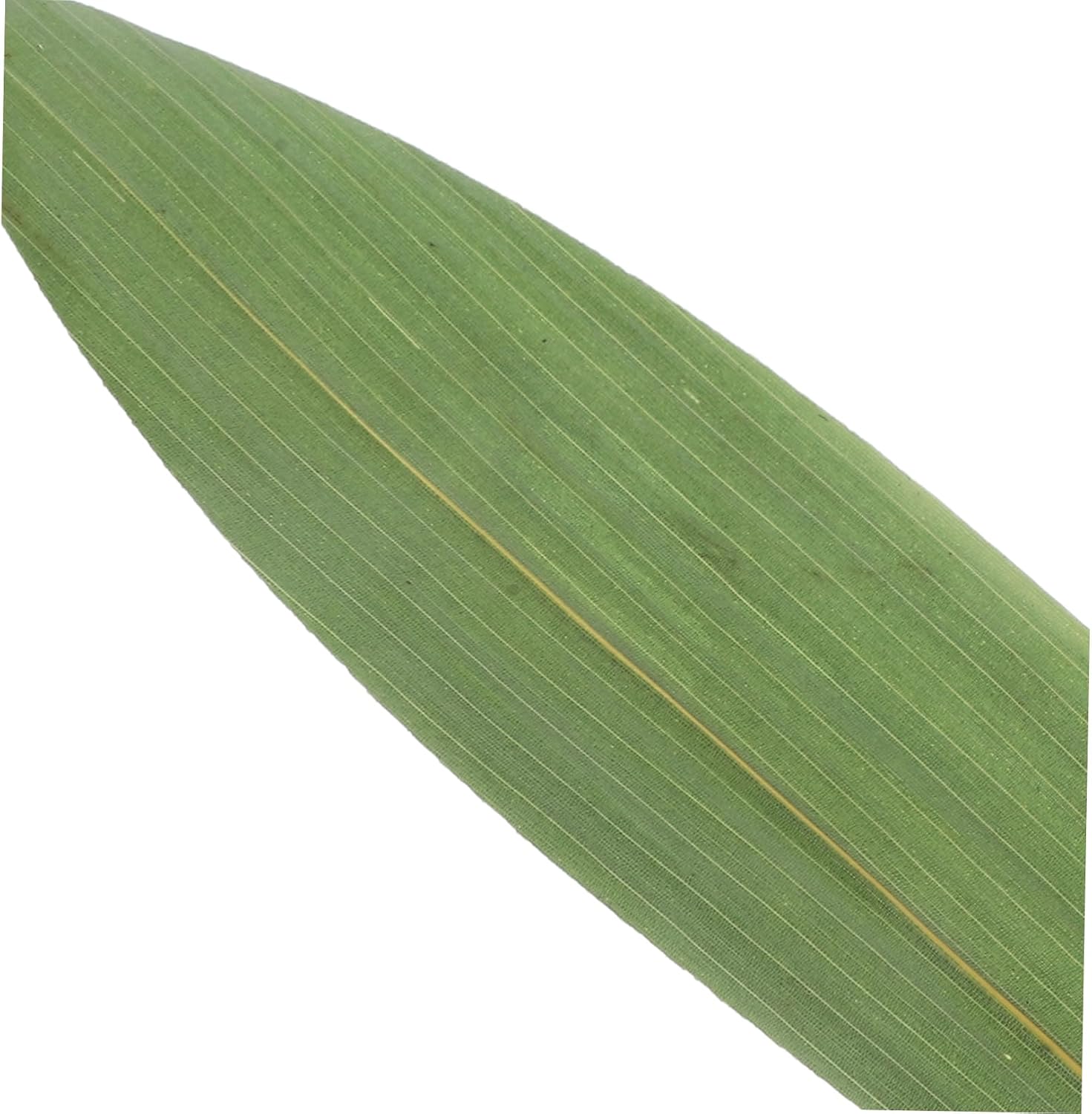 100pcs Bamboo Leaves Decor for Sushi and Sashimi Leaf Shaped Serving Mats for Japanese Cuisine and Restaurant Decoration