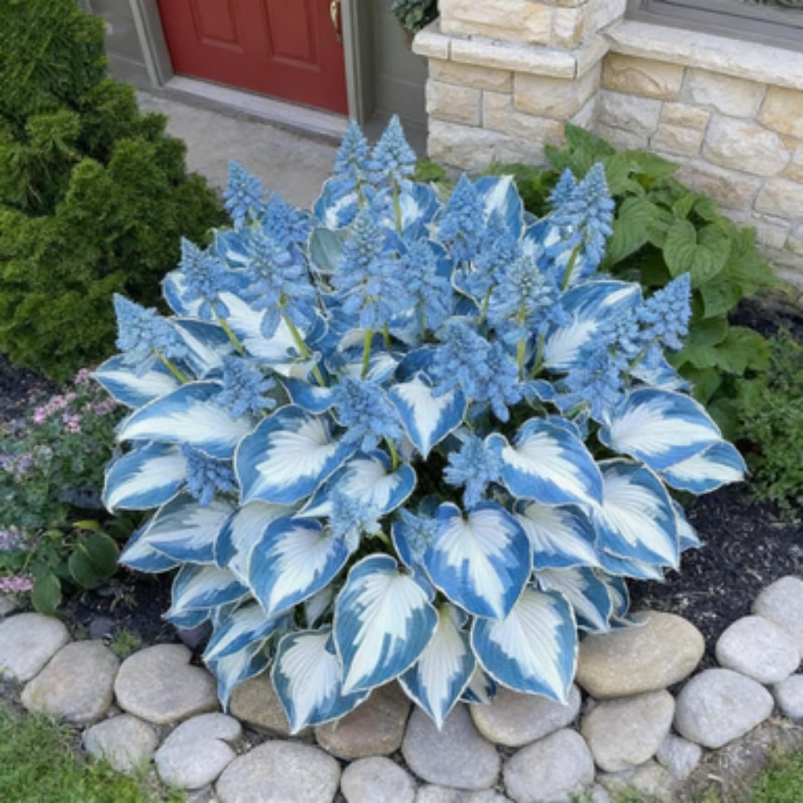 Hosta noble pour créer un écrin de verdure sur votre terrasse