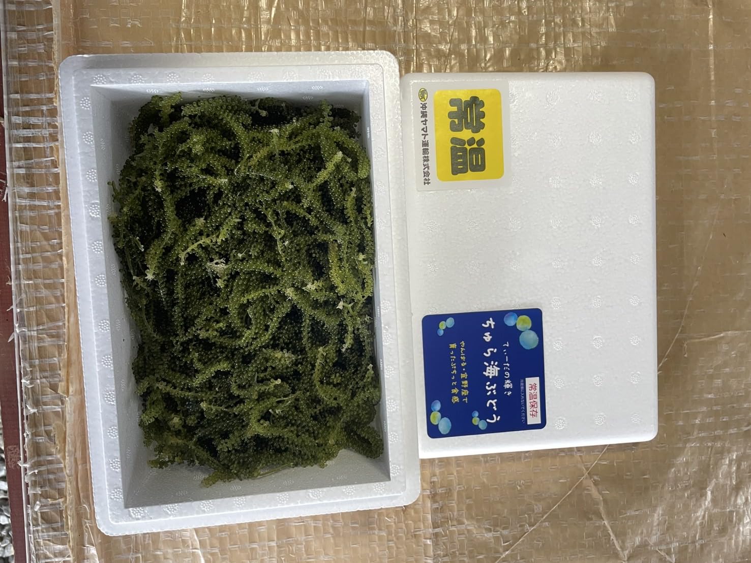Amazon.co.jp: 海ぶどう 新鮮 やんばる産海ぶどう 特A品 300g 産地