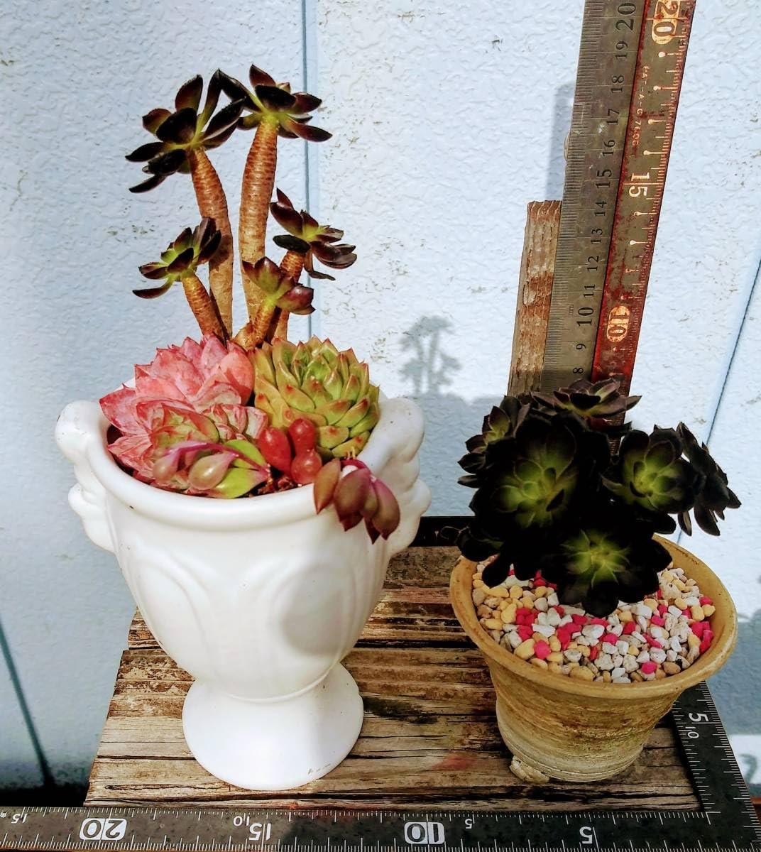 Amazon.co.jp: 112404多肉植物の寄せ植えアオエニューム限定1品
