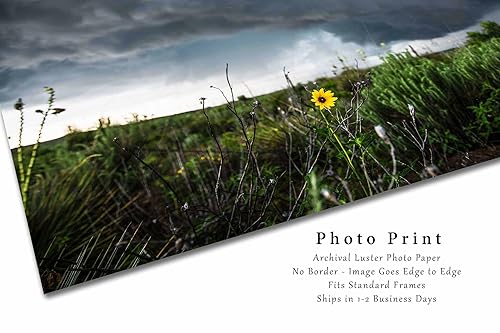 Miniatura 7 de Storm Photography Print (Not Framed) Picture of Thunderstorm Passing Behind Wild Sunflower on Spring Day in Texas Flower Wall Art Nature Decor (8" x
