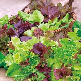 Bolly Bulbs® Mixed Mild Salad Leaves Cut and Come Again x 250 Seeds