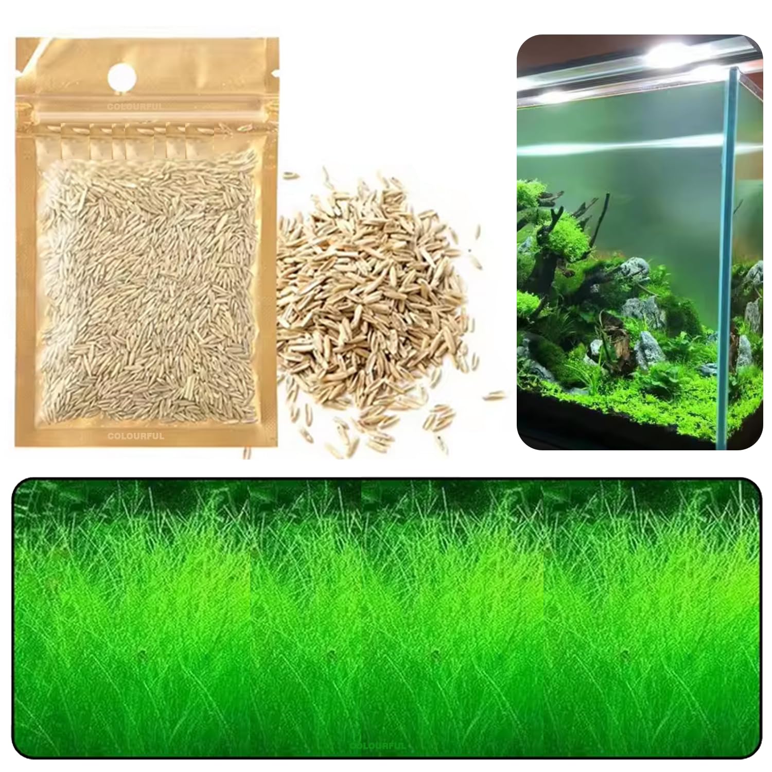 COLOURFUL - Fish Tank Live Seed Decoration | Suitable for Fish Tanks and Bowls | Live Plants for Aquarium Ornaments, GRASS Plant Seeds BIG - Pack of 1 (B0D72F3JCC) Amazon Price History, Amazon Price Tracker