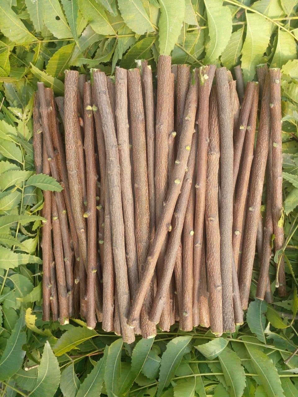 Li6 ®™ Ayurvedic Natural Pure Fresh Neem Datun Pack of 30 Pieces (Moti Datun) Organic Toothbrush Nim Tree Twigs Chew Sticks For Brushing Teeth Removes Bad Breath - Neem Ka Datoon