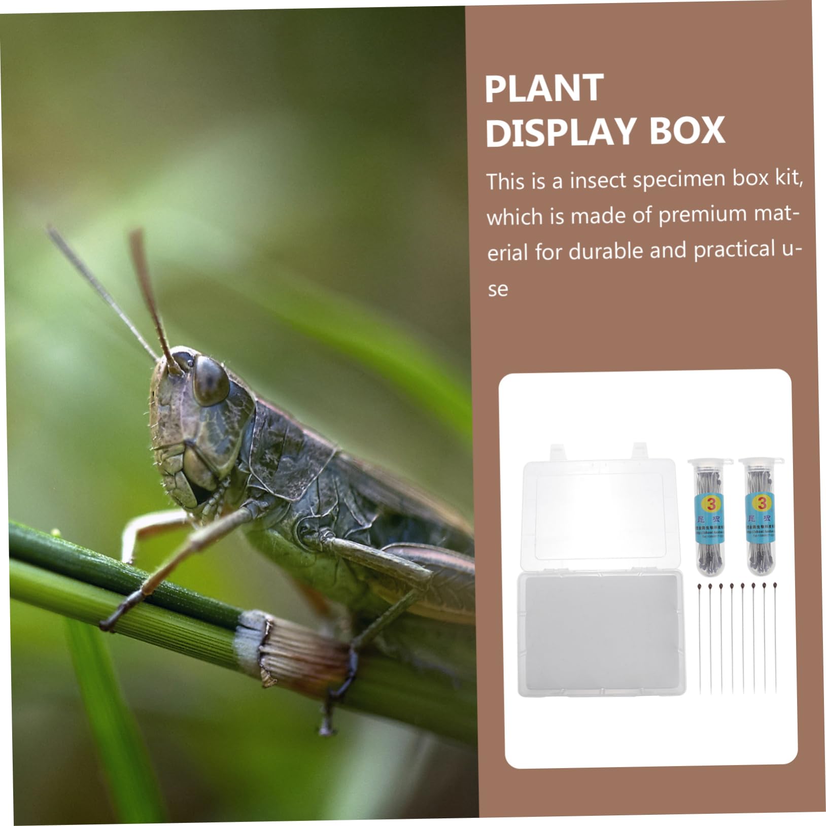 Veemoon 1ensemble Boîte à Spécimens Transparent Kit Affichage Pour Plantes Et Insectes Avec Couvercle Pour Entomologie Collection De Plantes
