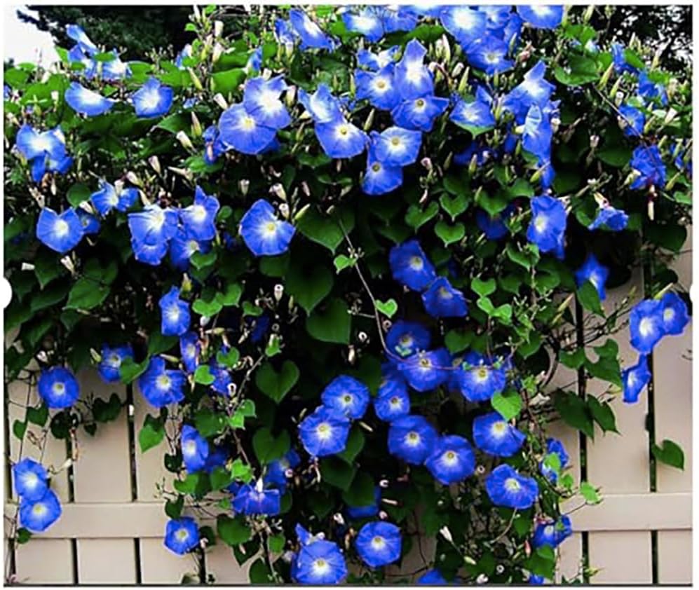 Heavenly Blue Morning Glory Seeds - 250 Fresh Climbing Vine Seeds | Attracts Butterflies & Hummingbirds | Fast-Growing USA Grown