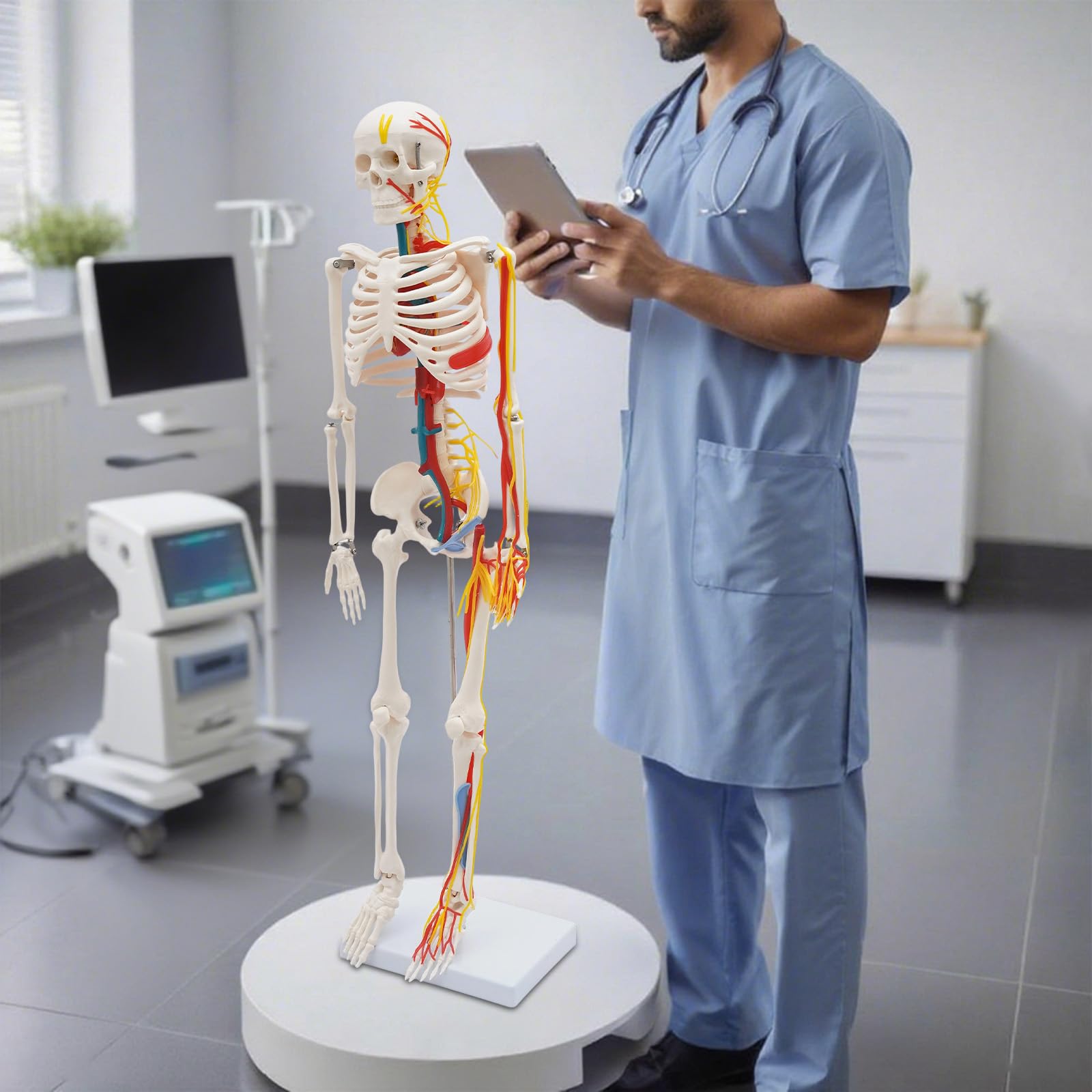 Skelett Lebensgroß, Torso mit Stand Fuß, Teil Nervensystem, für Ausbildung