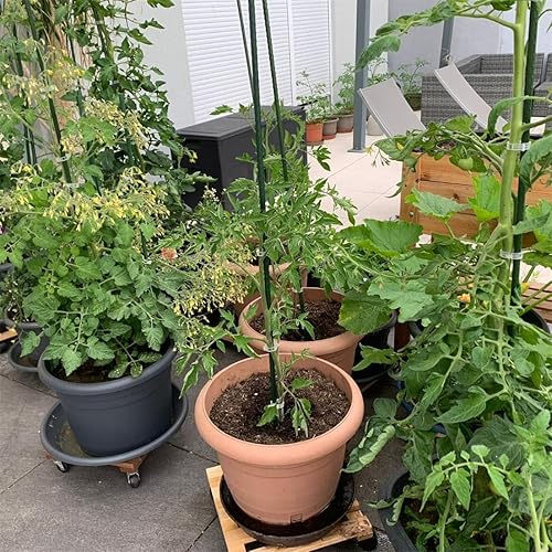 Miniatura 7 de Estacas de jardín, varillas resistentes de soporte para plantas, 20 estacas de núcleo de acero recubierto de plástico con 5 conectores para plantas