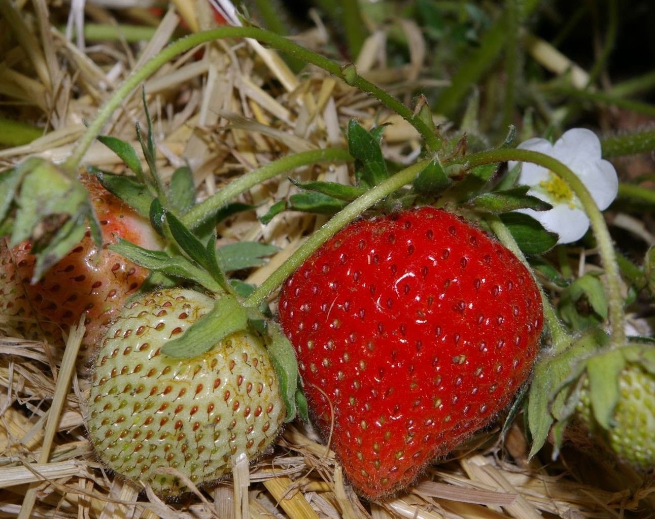 200 Semi Di Fragole Gialle - Fragaria Vesca - Frutti Dolcissimi E Profumati, Da Giardino O Vaso - Foto 5