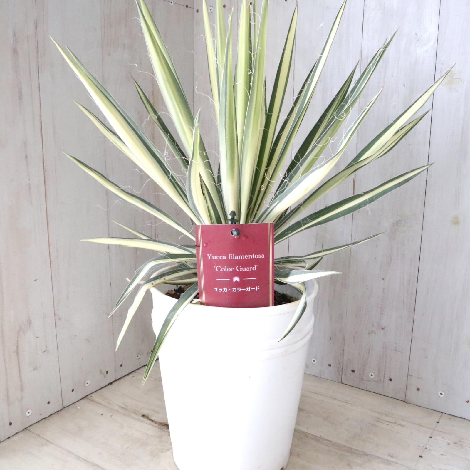 Amazon.co.jp: 立派 ユッカ フィラメントーサ カラーガード 観葉植物 