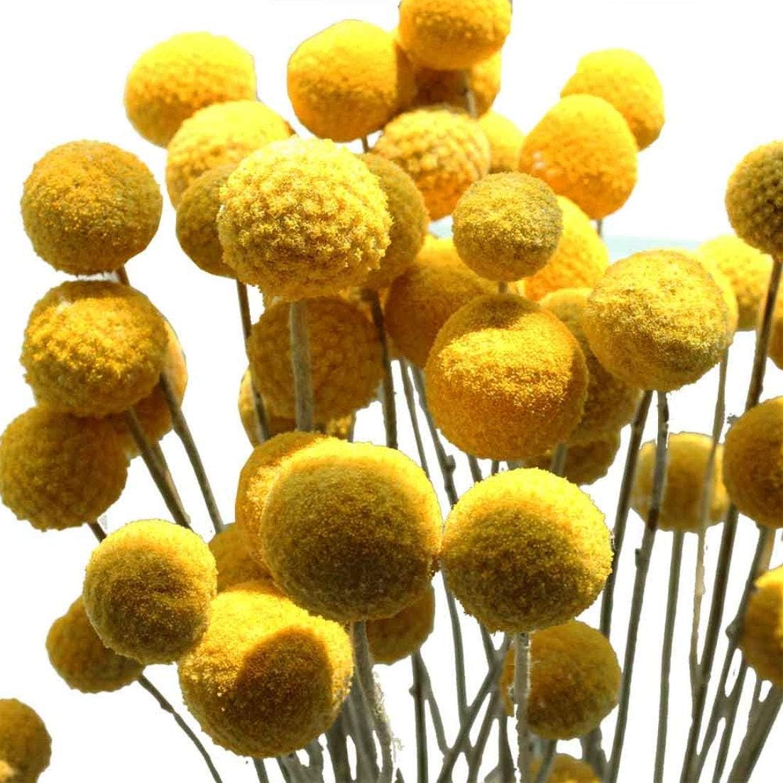 Craspedia/Billy Balls Dried Flowers - 2 Bundles - 40-50 Stems