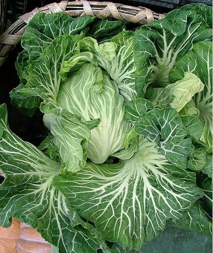 Portuguese Kale Seeds Select Quantity 100-500 - 2000-5000 Couve Tronchuda