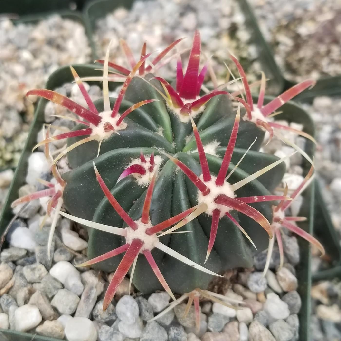 Amazon.com : Devil's Tongue Barrel Cactus (Ferocactus latispinus) - Live  Plant - Violet Flowers - Flat Barrel Shaped : Patio, Lawn & Garden