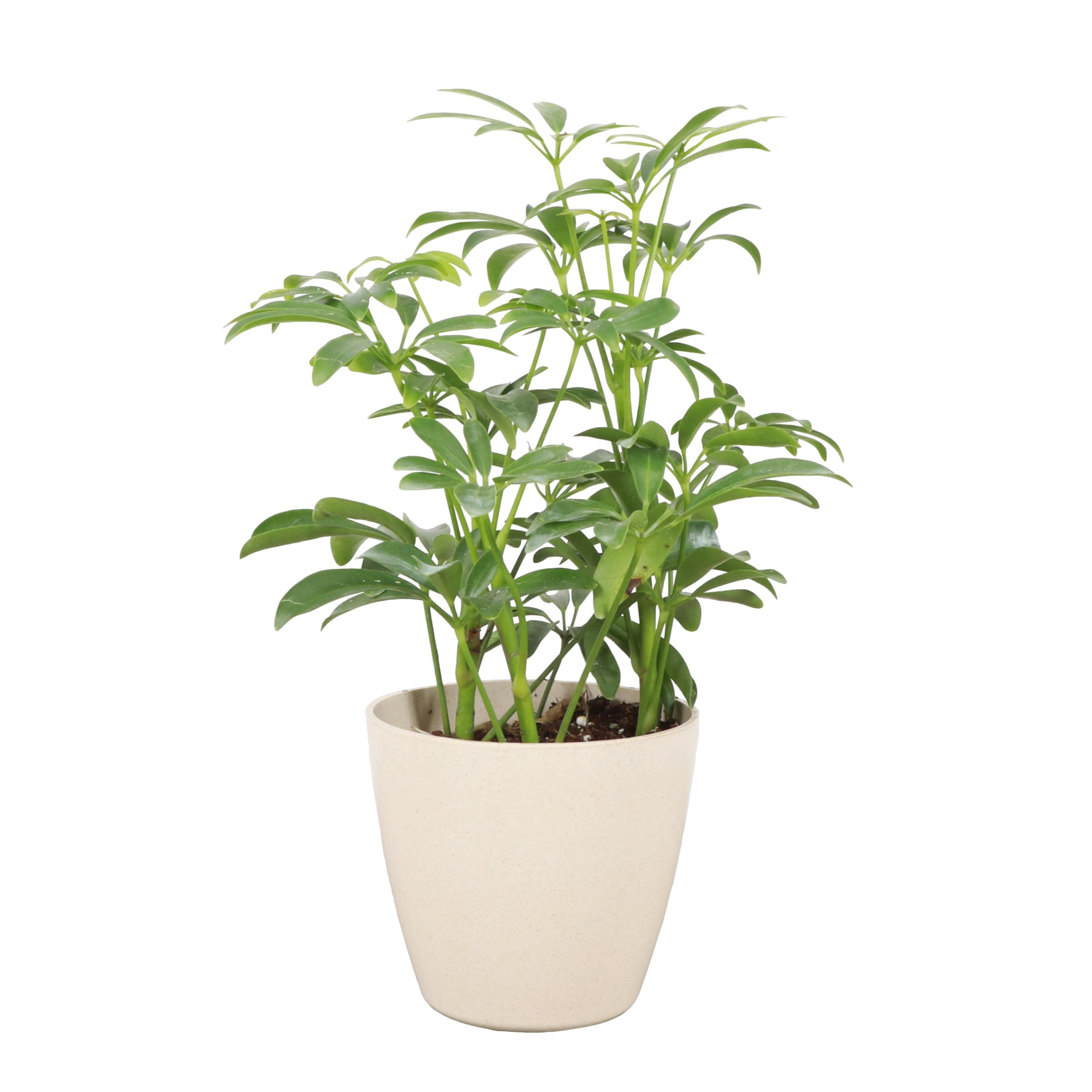 Thorsen's Greenhouse Arboricola