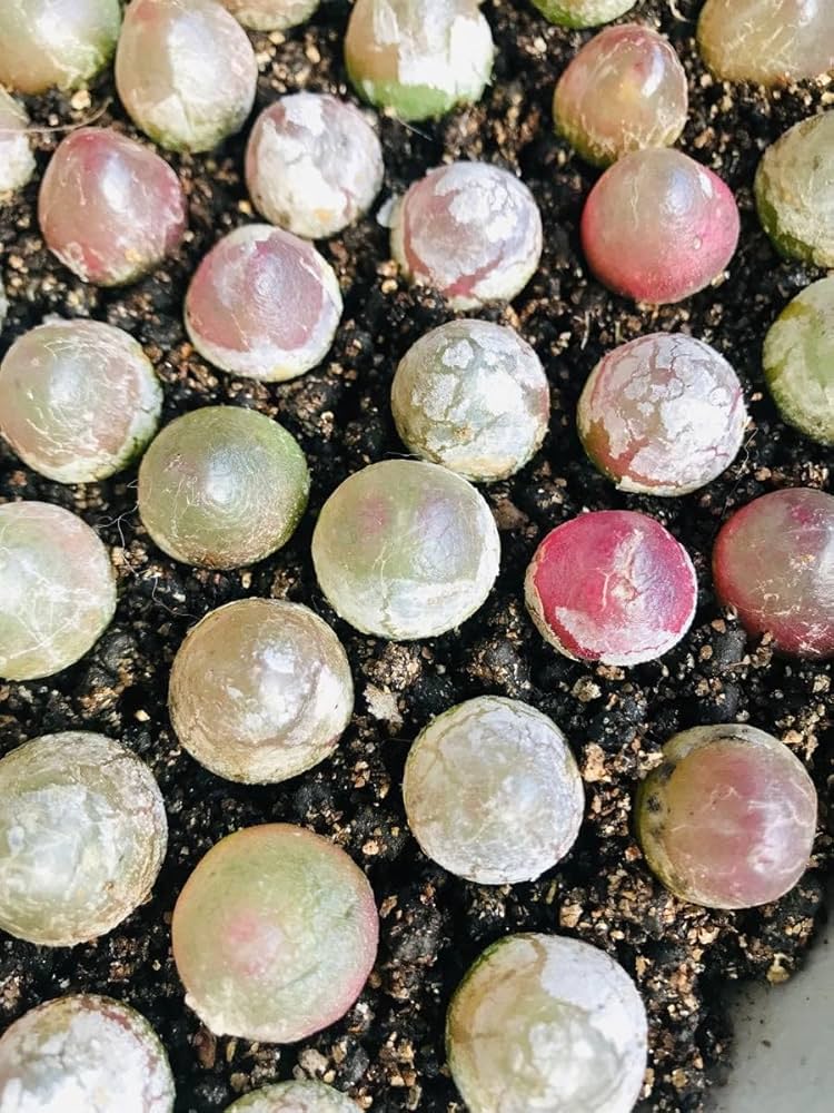 ネコポスで発送❣️コノフィツム　ブルゲリSH409 大玉2cm以上　抜き苗　4株 多肉植物 コノフィツム ブルゲリSH409 大玉2cm 抜き苗 1株