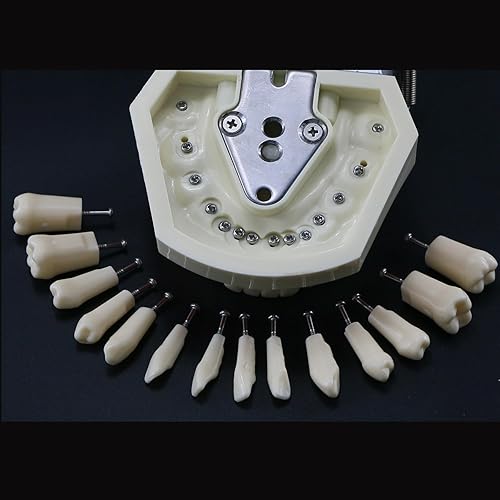 Miniatura 6 de Dientes dentales Typodont modelo 28 dientes extraíbles compatibles con Kilgore Nissin Estudio de enseñanza completamente desmontable, con un